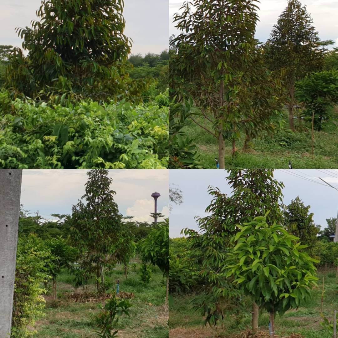 ขายที่ดินสวนทุเรียน-22ไร่-มี500กว่าต้น-พร้อมเก็บผลผลิตรายได้ดี-จปราจีนบุรี