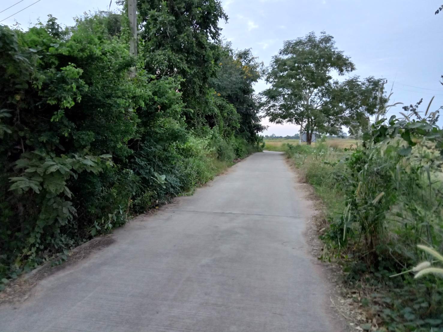 ขายที่ดินสวนพร้อมถมจำนวน-1-ไร่-อ-โชคชัย-จนครราชสีมา