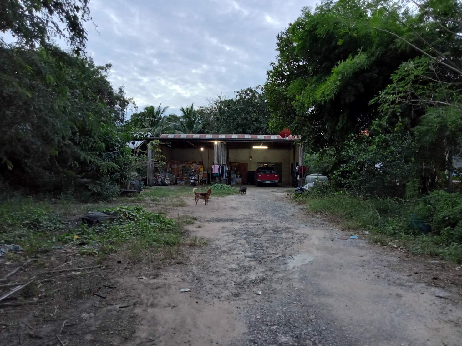 ขายที่ดินสวนพร้อมถมจำนวน-1-ไร่-อ-โชคชัย-จนครราชสีมา