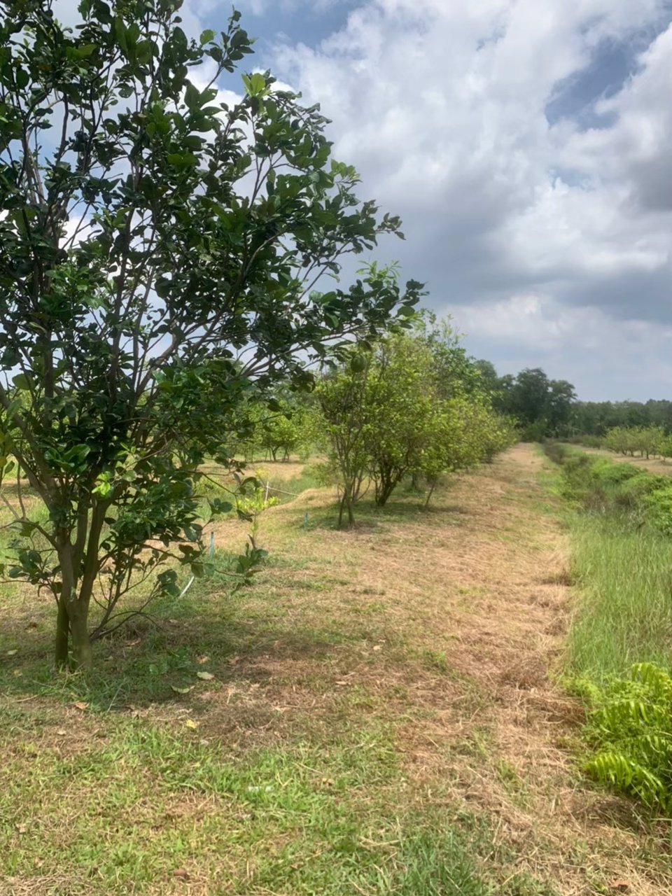 ขายที่ดินทำเลดี-พร้อมสวน-พร้อมบ้าน-1-หลัง-ตำบลโขมง-อำเภอท่าใหม่-จังหวัดจันทบุรี