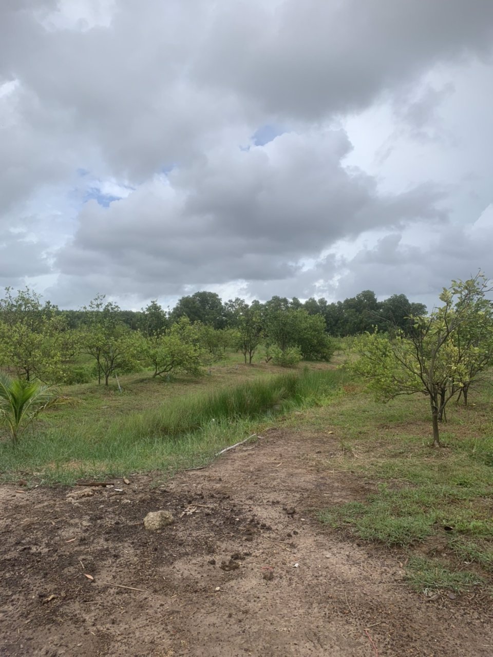 ขายที่ดินทำเลดี-พร้อมสวน-พร้อมบ้าน-1-หลัง-ตำบลโขมง-อำเภอท่าใหม่-จังหวัดจันทบุรี