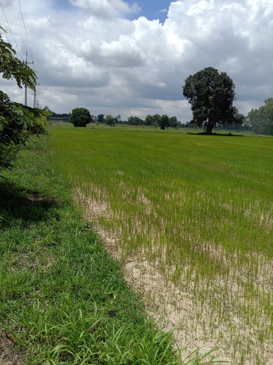 ขายที่ดินทำเลทอง