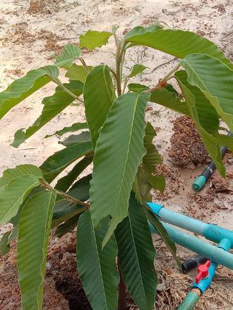 ขายที่สวยมาก-เนื้อที่-13ไร่