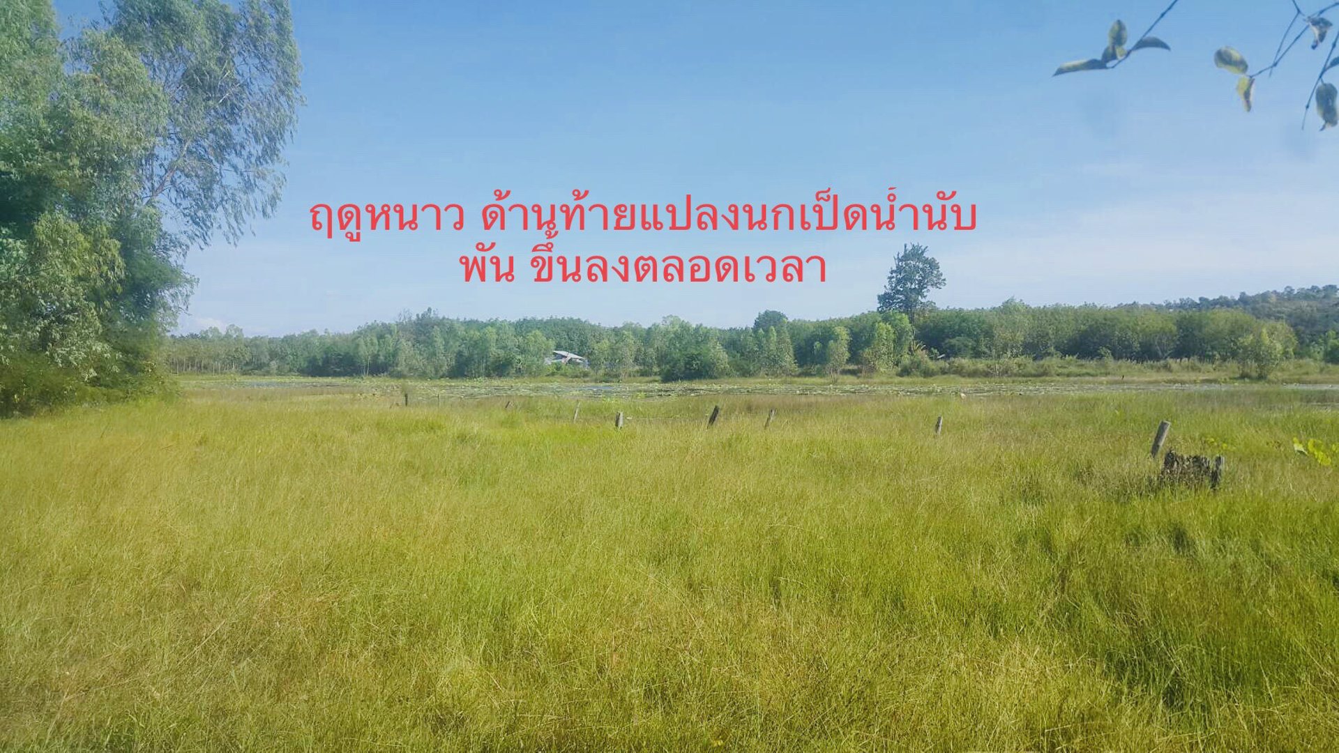 ขายที่ดินโฉนด-ริมอ่างเก็บน้ำบ้านห้วยวังลม-ตำบลคำเขื่อนแก้ว-อำเภอสิรินธร-จังหวัดอุบลฯ