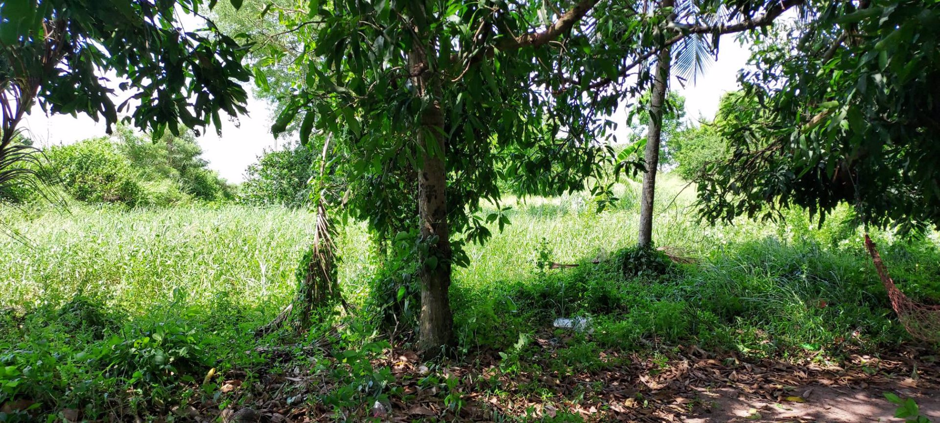 ขายที่ดิน-1-ไร่-ติดถนนคอนกรีต-โฉนด-นส4จ-พร้อมโอน-บ้านบึง-ชลบุรี