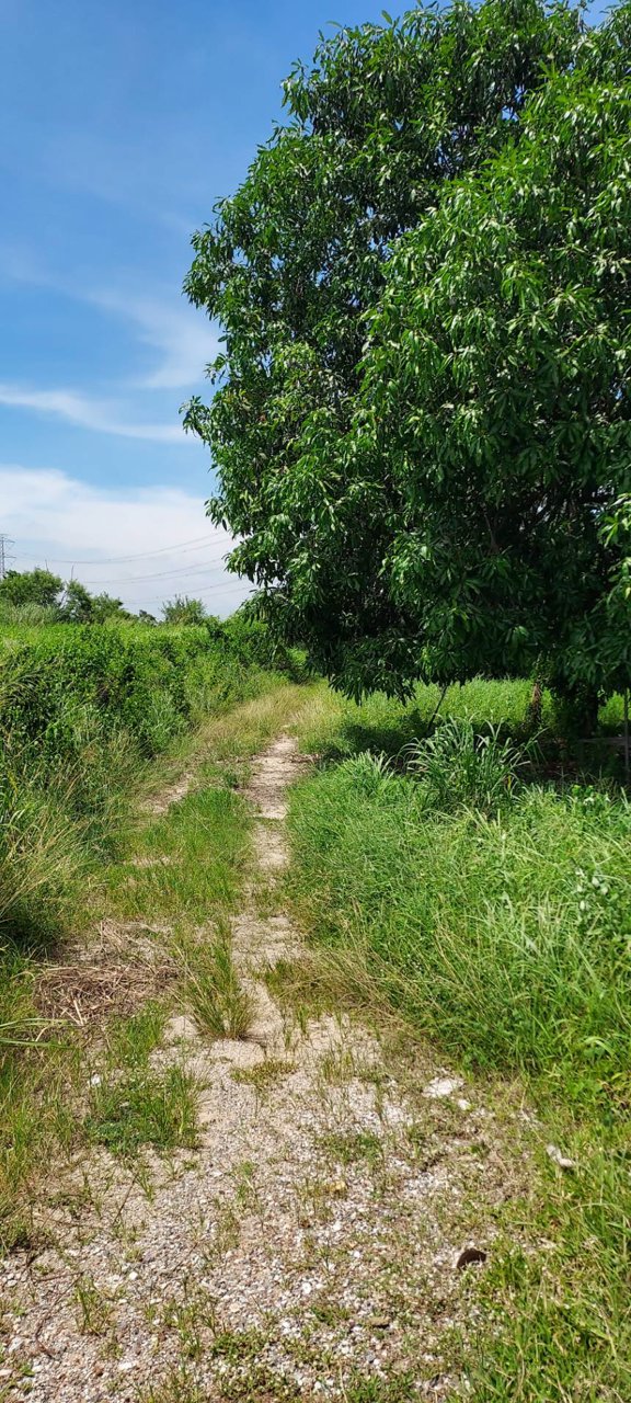 ขายที่ดิน-1-ไร่-ติดถนนคอนกรีต-โฉนด-นส4จ-พร้อมโอน-บ้านบึง-ชลบุรี