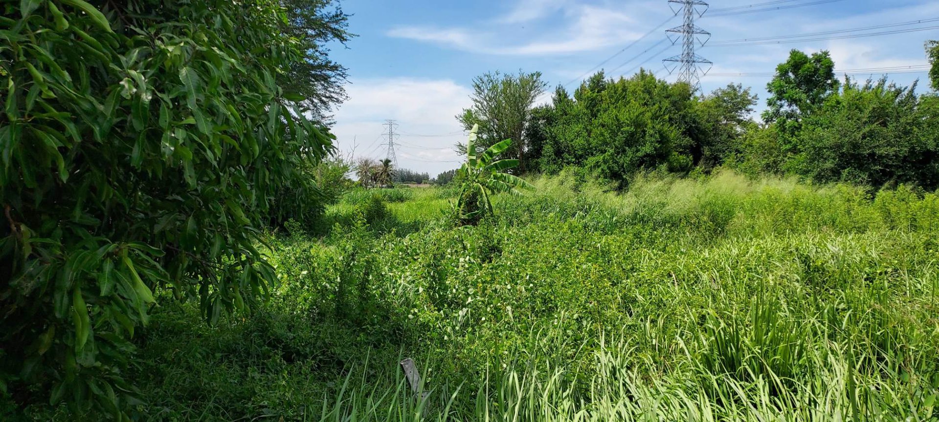 ขายที่ดิน-1-ไร่-ติดถนนคอนกรีต-โฉนด-นส4จ-พร้อมโอน-บ้านบึง-ชลบุรี