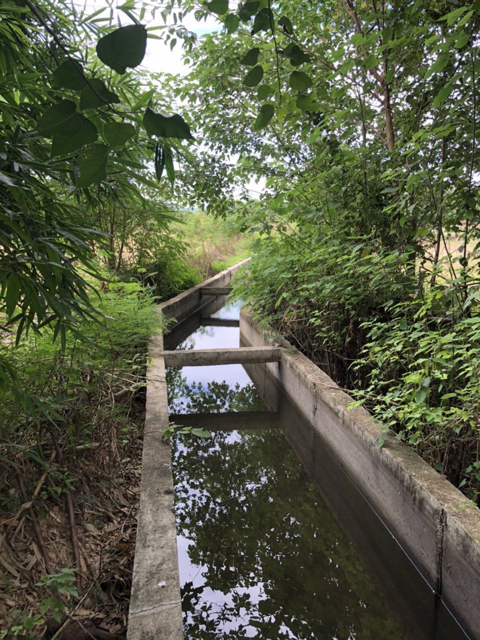 ขายที่ดิน-7-ไร่-2-งาน-62-ตรว-อำเภอลี้-จังหวัดลำพูน