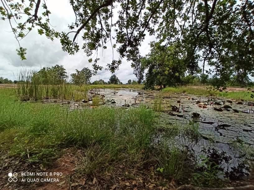 ขายที่ดินสวย-20-ไร่-24-ตรว-ตำบลรางบัว-อำเภอจอมบึง-จังหวัดราชบุรี