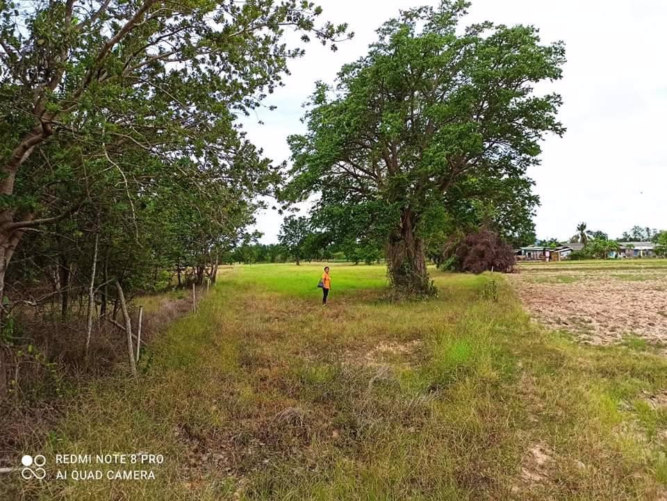 ขายที่ดินสวย-20-ไร่-24-ตรว-ตำบลรางบัว-อำเภอจอมบึง-จังหวัดราชบุรี