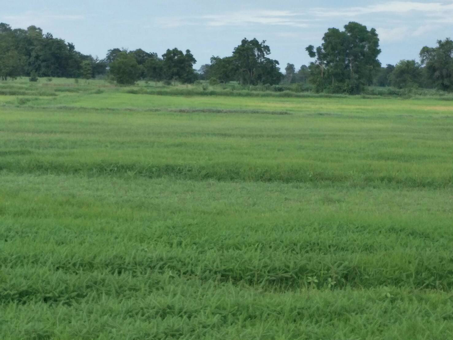 ขายที่ดินเปล่า-หมู่บ้านคันนาหิน-ตำบลโคกสลุง-อำเภอพัฒนานิคม-จังหวัดลพบุรี