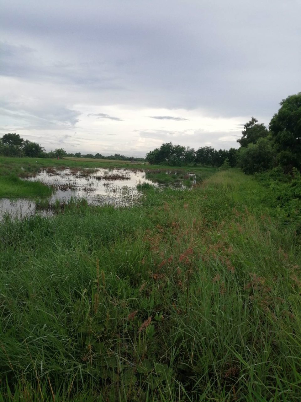 ขายที่ดินเปล่า-ที่ดินสวย-หน้ากว้าง-เหมาะปลูกบ้าน-กรุงเทพฯ