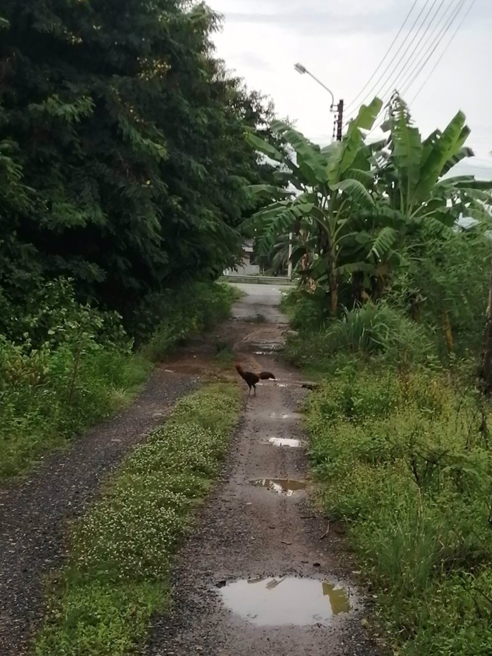 ขายที่ดินเปล่า-ที่ดินสวย-หน้ากว้าง-เหมาะปลูกบ้าน-กรุงเทพฯ