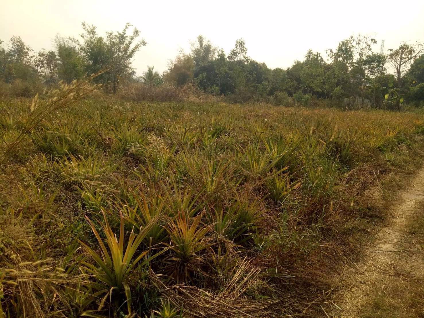 ขายที่ดินเปล่า-ทำเลดี-เหมาะทำการเกษตร-อำเภอเมือง-จังหวัดลำปาง