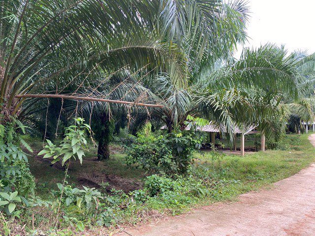 ขายที่ดินทำเลทอง-8-ไร่-2-งาน-อำเภอเขาชัยสน-จังหวัดพัทลุง