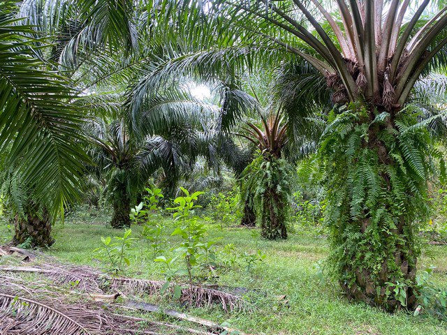 ขายที่ดินทำเลทอง-8-ไร่-2-งาน-อำเภอเขาชัยสน-จังหวัดพัทลุง