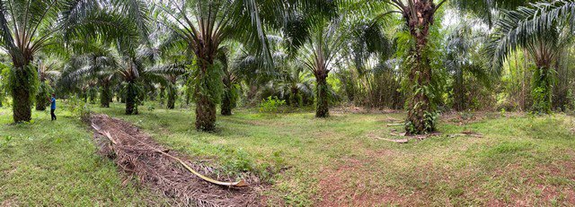 ขายที่ดินทำเลทอง-8-ไร่-2-งาน-อำเภอเขาชัยสน-จังหวัดพัทลุง