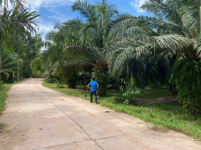 ขายที่ดินทำเลทอง-8-ไร่-2-งาน-อำเภอเขาชัยสน-จังหวัดพัทลุง