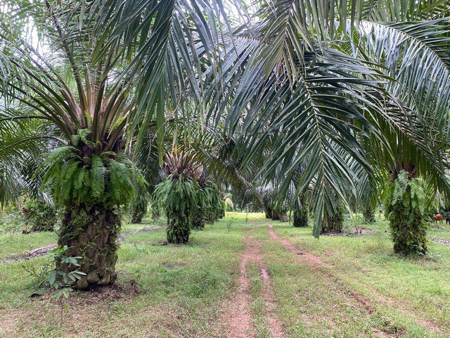 ขายที่ดินทำเลทอง-8-ไร่-2-งาน-อำเภอเขาชัยสน-จังหวัดพัทลุง