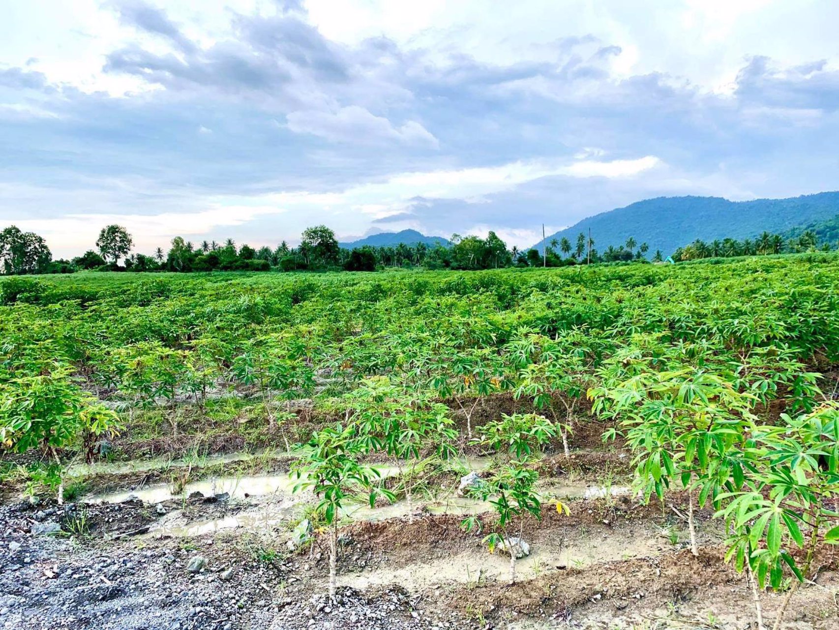 ที่ดินแบ่งขาย-ถูกสุดในศรีราชา-น้ำไฟเข้าถึง-ตำบลเขาคันทรง-จังหวัดชลบุรี