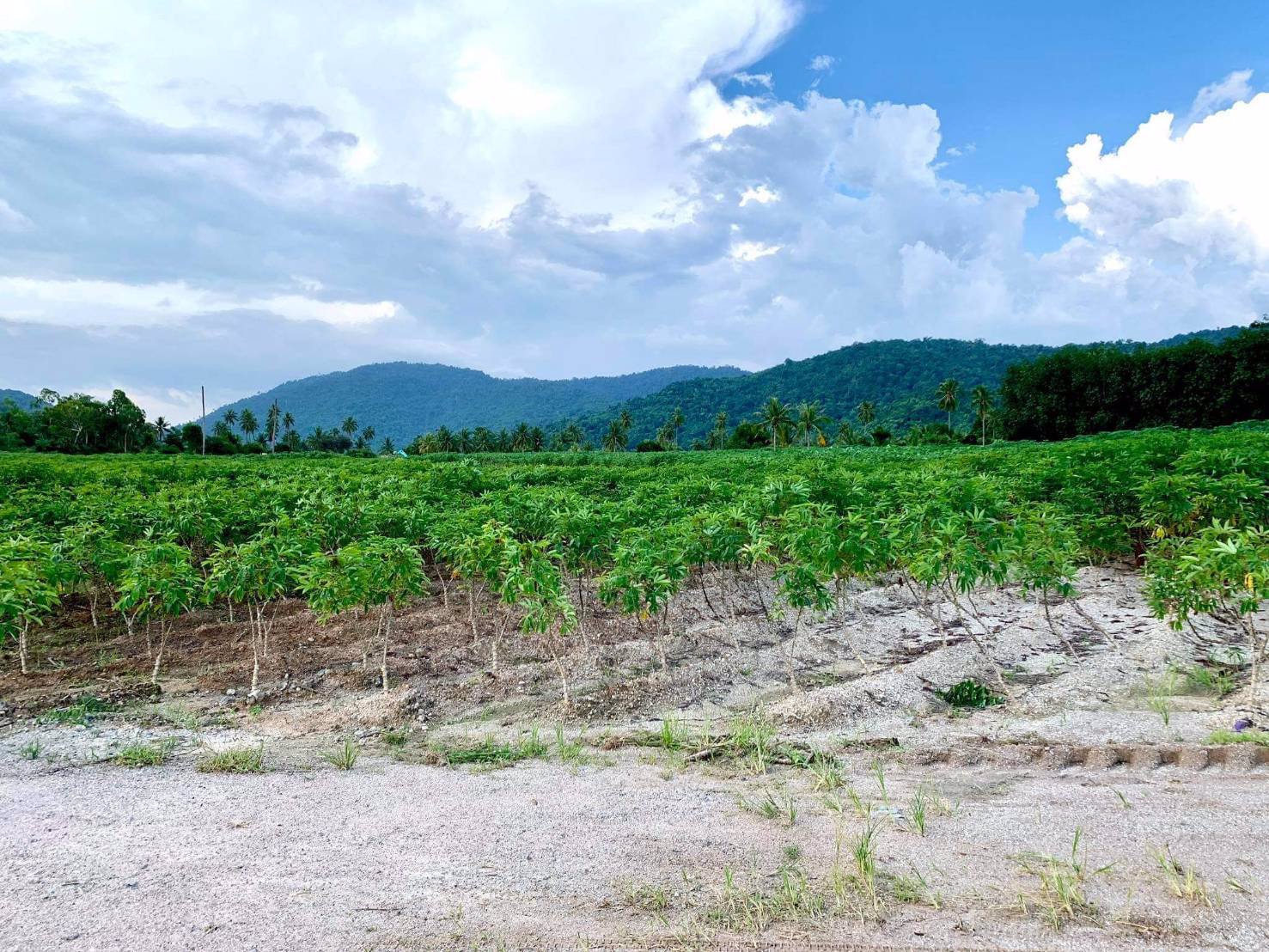 ที่ดินแบ่งขาย-ถูกสุดในศรีราชา-น้ำไฟเข้าถึง-ตำบลเขาคันทรง-จังหวัดชลบุรี