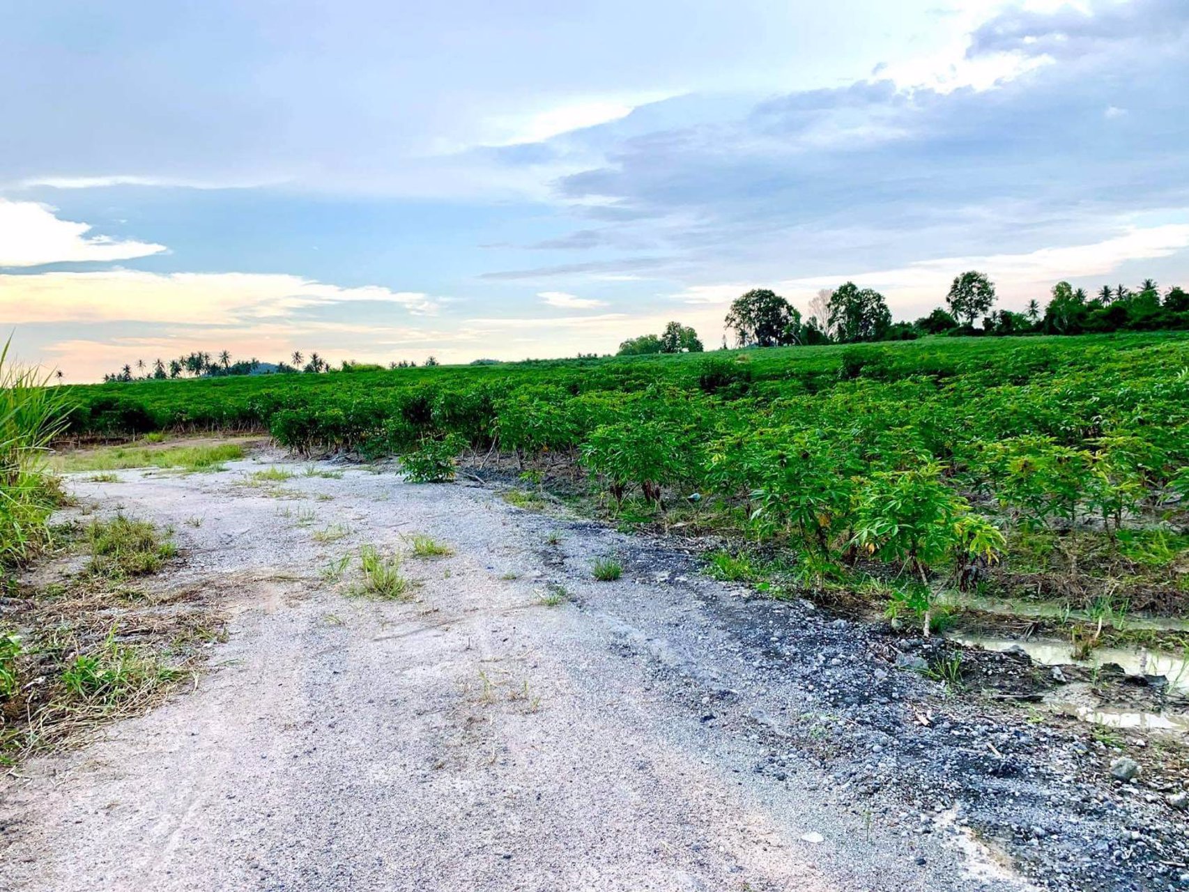 ที่ดินแบ่งขาย-ถูกสุดในศรีราชา-น้ำไฟเข้าถึง-ตำบลเขาคันทรง-จังหวัดชลบุรี