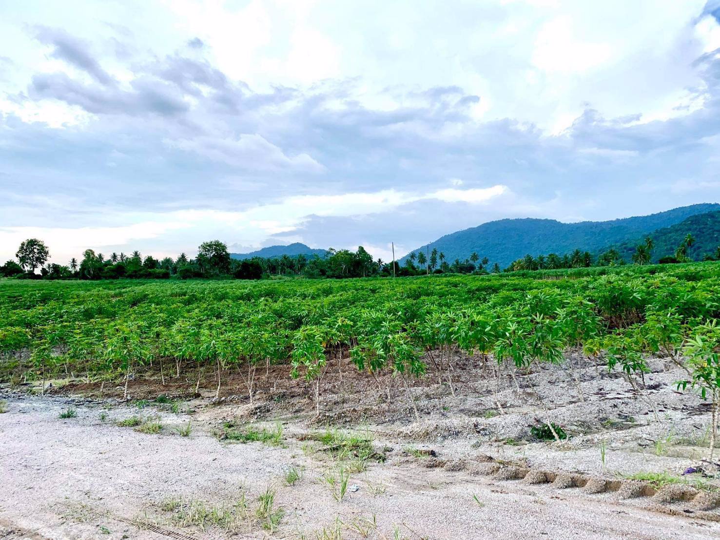 ที่ดินแบ่งขาย-ถูกสุดในศรีราชา-น้ำไฟเข้าถึง-ตำบลเขาคันทรง-จังหวัดชลบุรี
