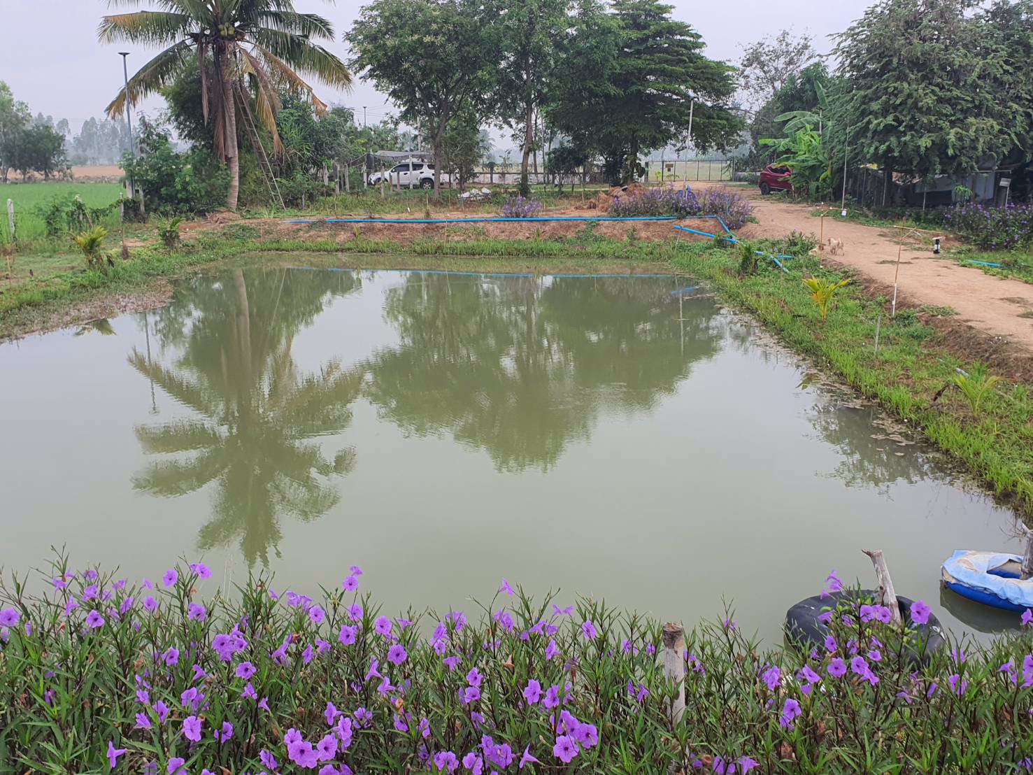 บ้านสวนทำการเกษตรผสมผสาน-พื้นที่-55-ไร่