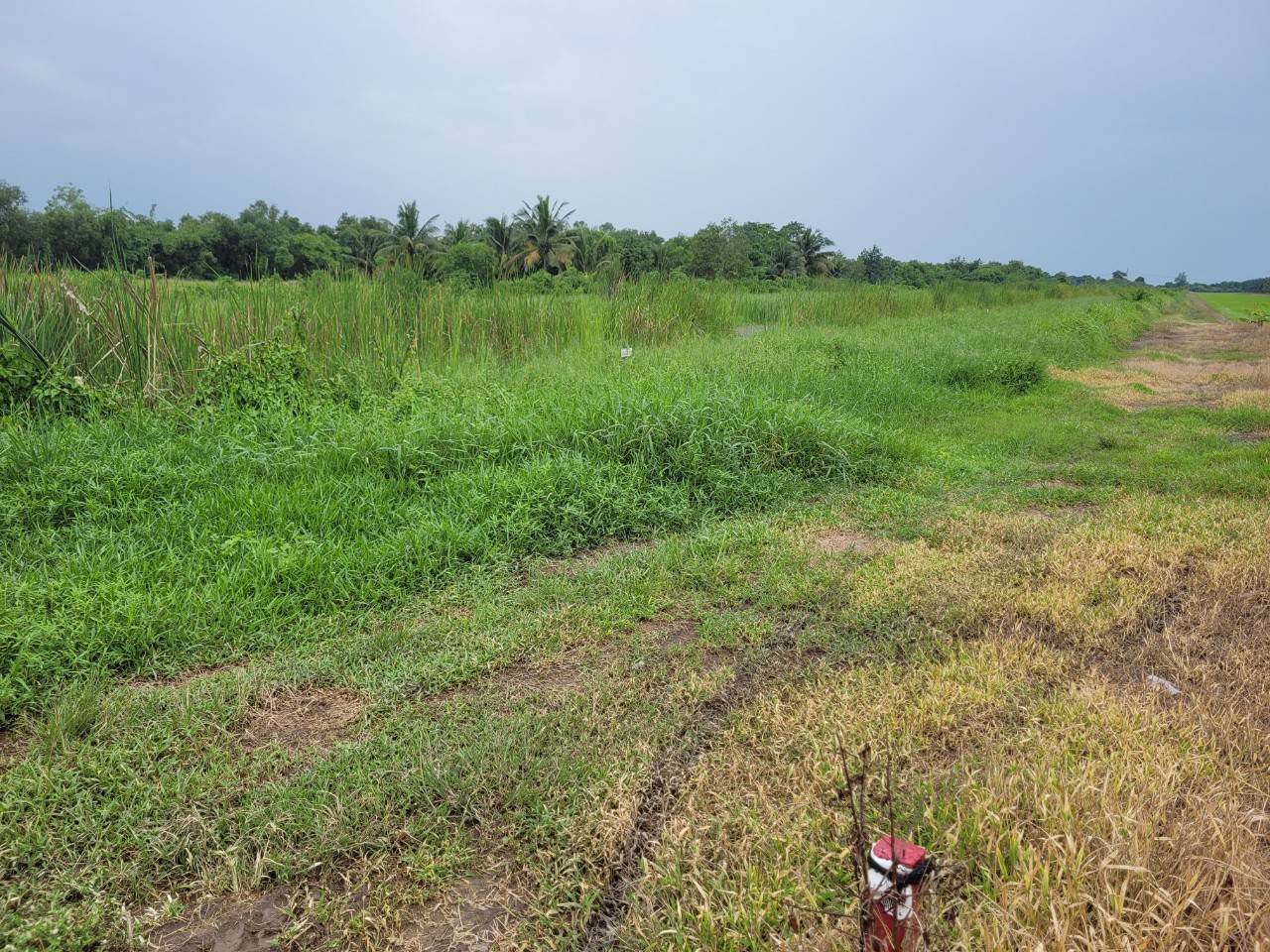ขายที่ดิน-คลอง8-ตบึงบอน-อหนองเสือ-จปทุมธานี