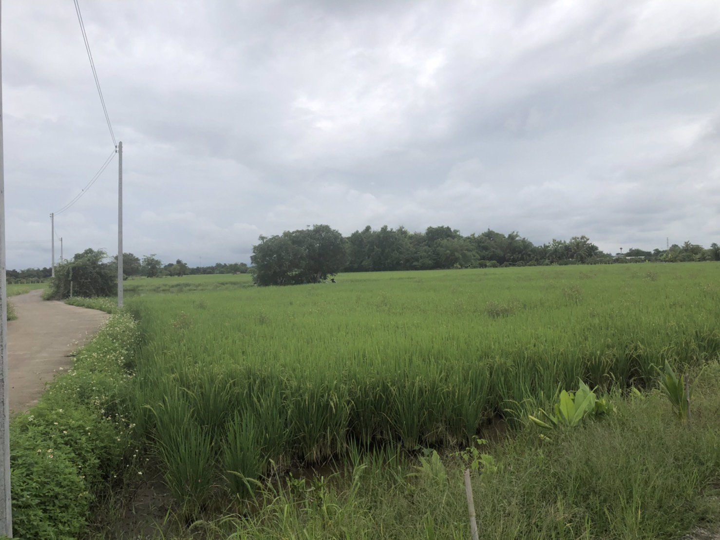 ขายที่ดิน-แปลงที่มีพื้นที่-3-ไร่-อสันป่าตอง-จเชียงใหม่