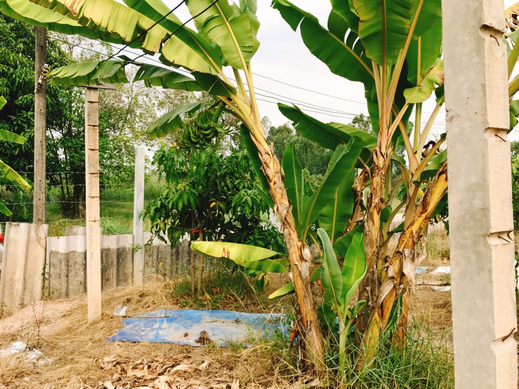 ขายสวน-2งาน-ตวังกระโจม-อเมือง-จนครนายก-ห่างตัวเมือง-3กม-ดินดีเหมาะทำเกษตร