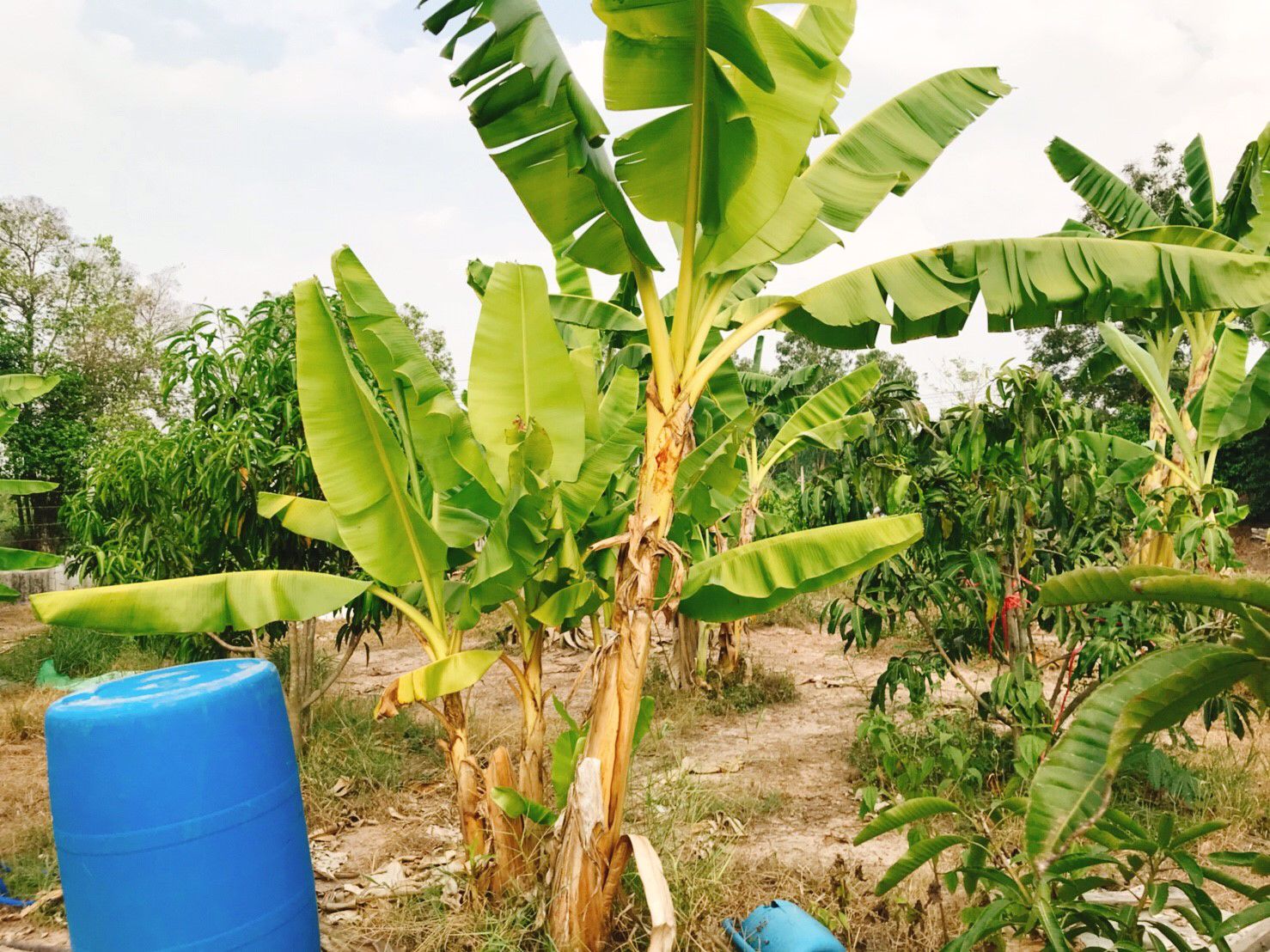 ขายสวน-2งาน-ตวังกระโจม-อเมือง-จนครนายก-ห่างตัวเมือง-3กม-ดินดีเหมาะทำเกษตร