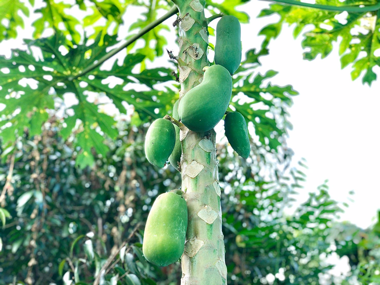 ขายสวนและบ้าน-1ไร่-ตท่าทราย-อเมือง-นครนายก-ติดถนนลาดยาง-ใกล้คลองส่งน้ำ