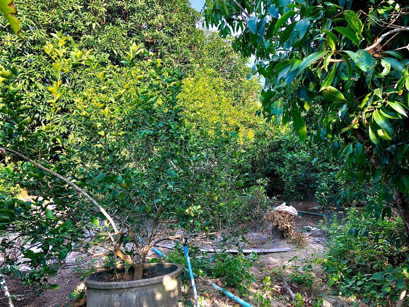 ขายสวนและบ้าน-1ไร่-ตท่าทราย-อเมือง-นครนายก-ติดถนนลาดยาง-ใกล้คลองส่งน้ำ