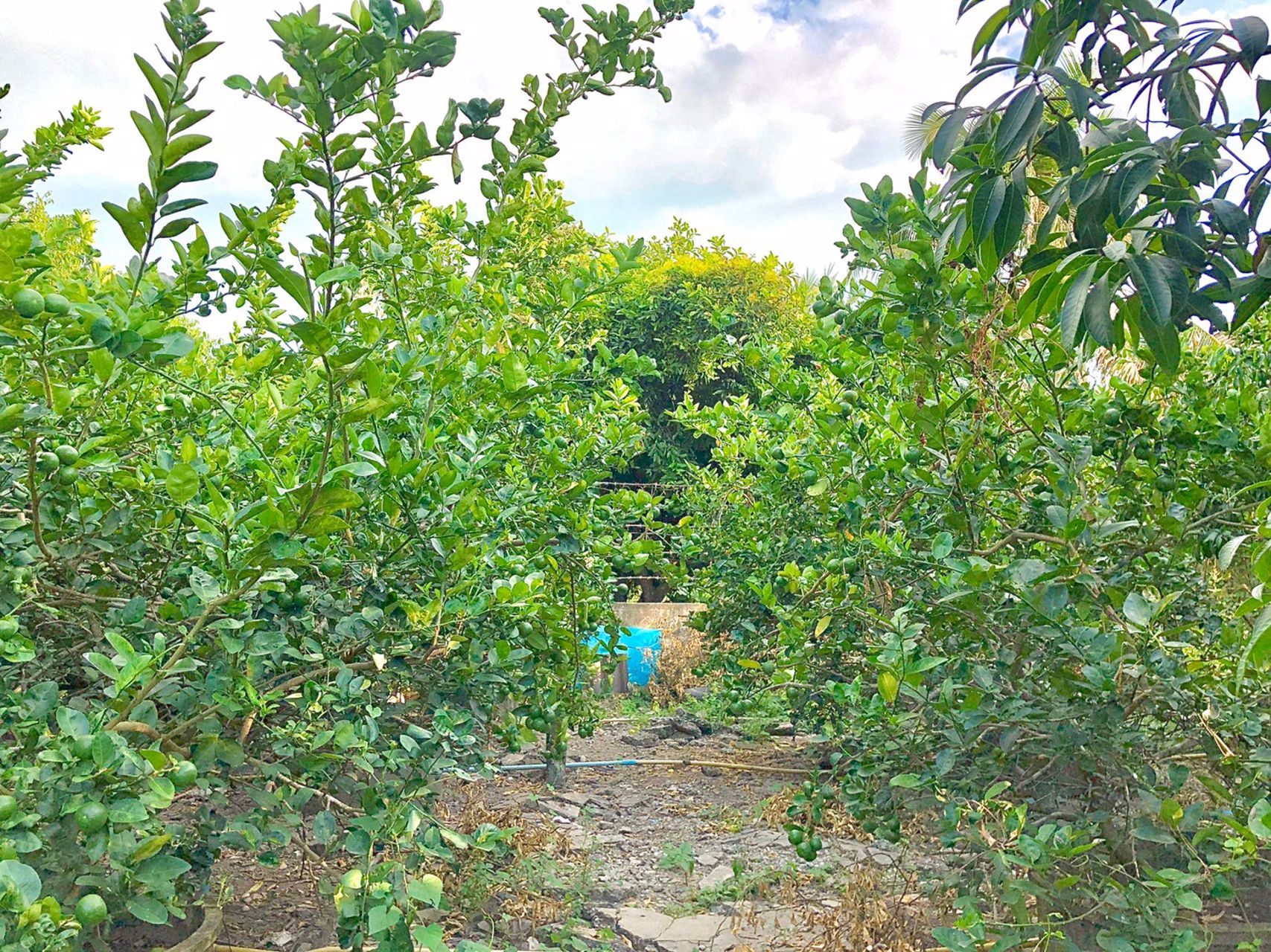 ขายสวนและบ้าน-1ไร่-ตท่าทราย-อเมือง-นครนายก-ติดถนนลาดยาง-ใกล้คลองส่งน้ำ