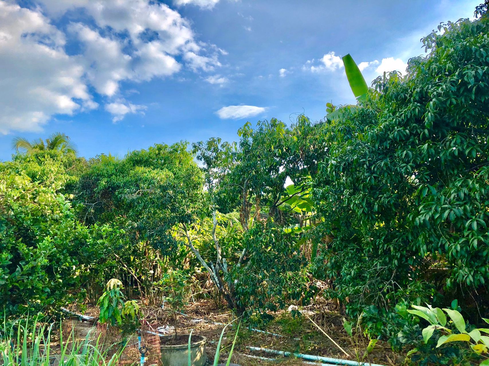 ขายสวนและบ้าน-1ไร่-ตท่าทราย-อเมือง-นครนายก-ติดถนนลาดยาง-ใกล้คลองส่งน้ำ