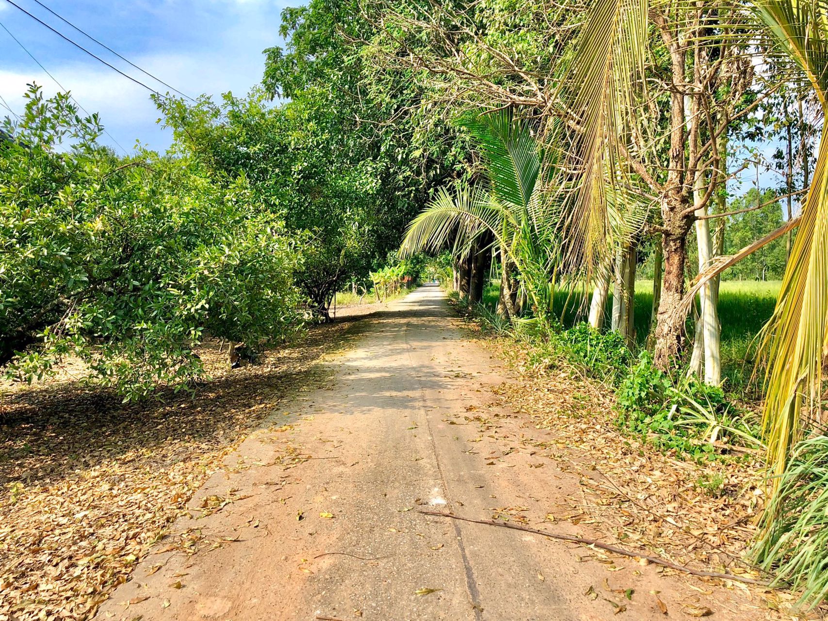 ขายที่สวน-1ไร่-2งาน-167ตรว-ตท่าช้าง-อเมือง-จนครนายก-ห่างตัวเมือง-3กมติดคลองส่งน้ำ