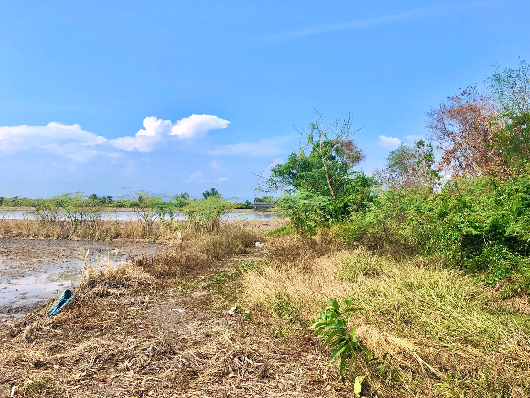 ขายที่-5ไร่-666ตรว-ตบางอ้อ-อบ้านนา-จนครนายก-ติดแม่น้ำนครนายก-ติดลาดยาง