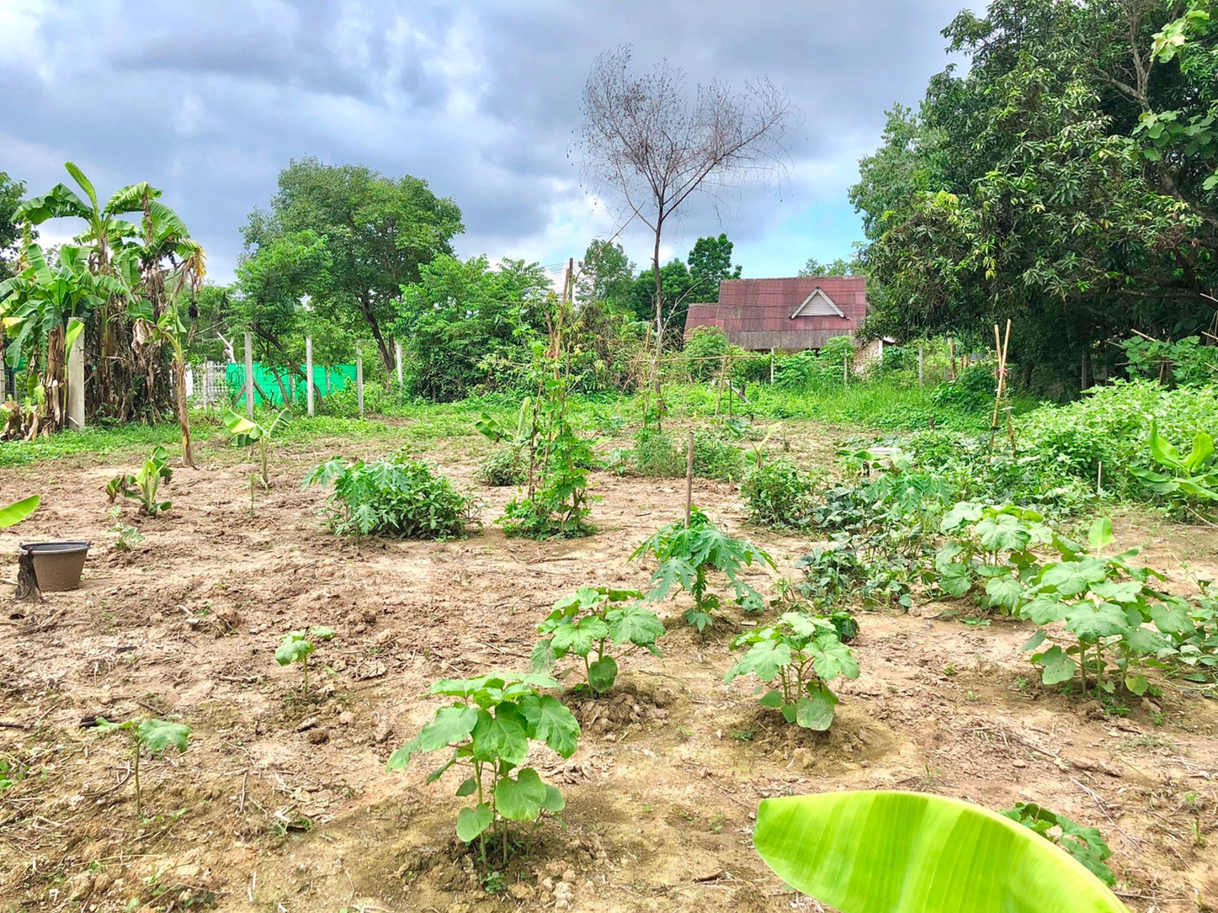 ขายที่สวน-1งาน-79ตรว-ตสาริกา-อเมือง-จนครนายก-ติดคลอง-วิวภูเขา