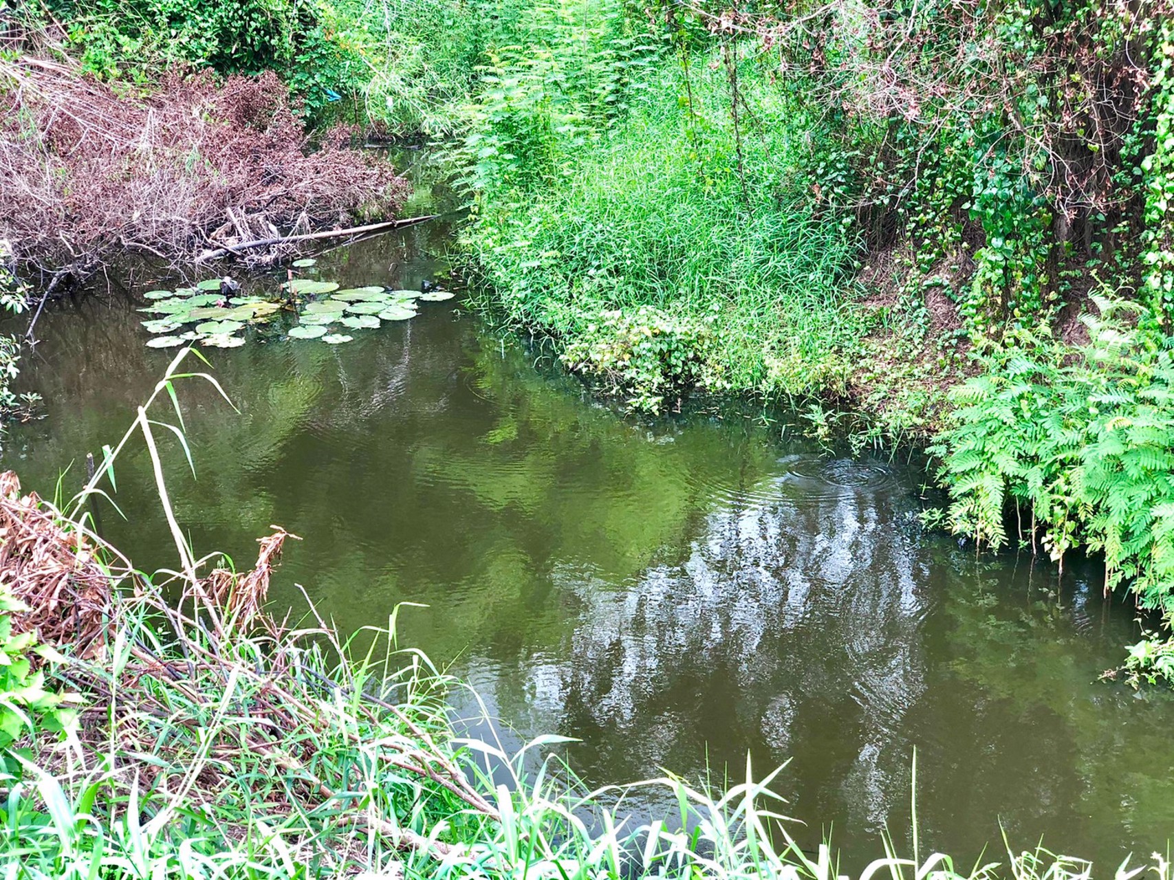 ขายที่สวน-1งาน-79ตรว-ตสาริกา-อเมือง-จนครนายก-ติดคลอง-วิวภูเขา