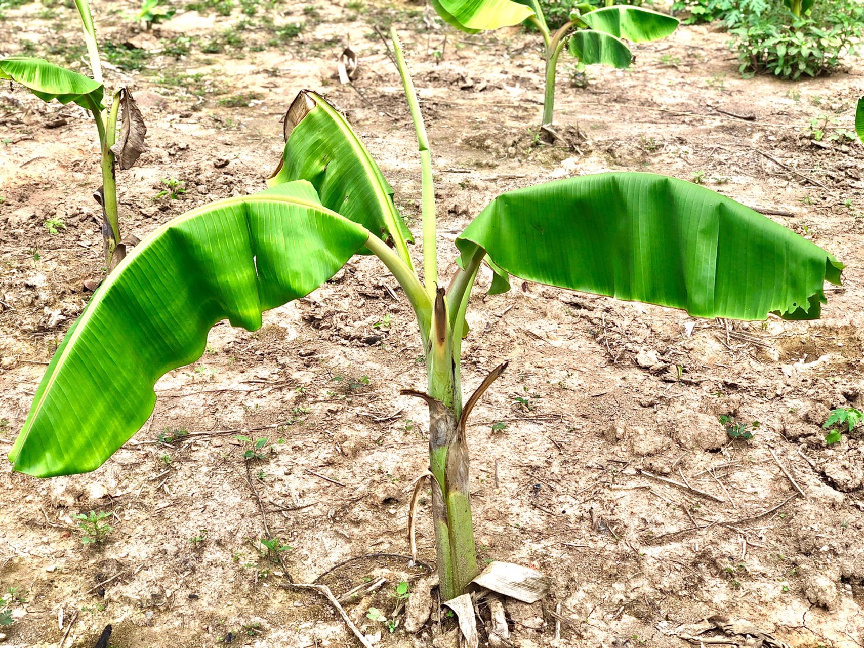 ขายที่สวน-1งาน-79ตรว-ตสาริกา-อเมือง-จนครนายก-ติดคลอง-วิวภูเขา