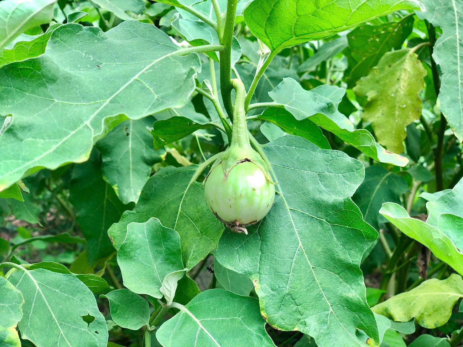 ขายที่สวน-1งาน-79ตรว-ตสาริกา-อเมือง-จนครนายก-ติดคลอง-วิวภูเขา