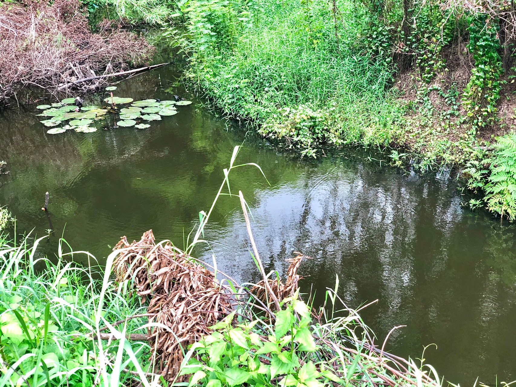 ขายที่สวน-1งาน-79ตรว-ตสาริกา-อเมือง-จนครนายก-ติดคลอง-วิวภูเขา