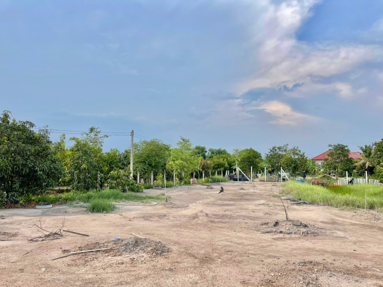 ขายที่สวนมะยงชิด-1-ไร่-ตท่าทราย-อเมือง-จนครนายก-เข้าจากลาดยาง150ม-ติดถนนคอนกรีต