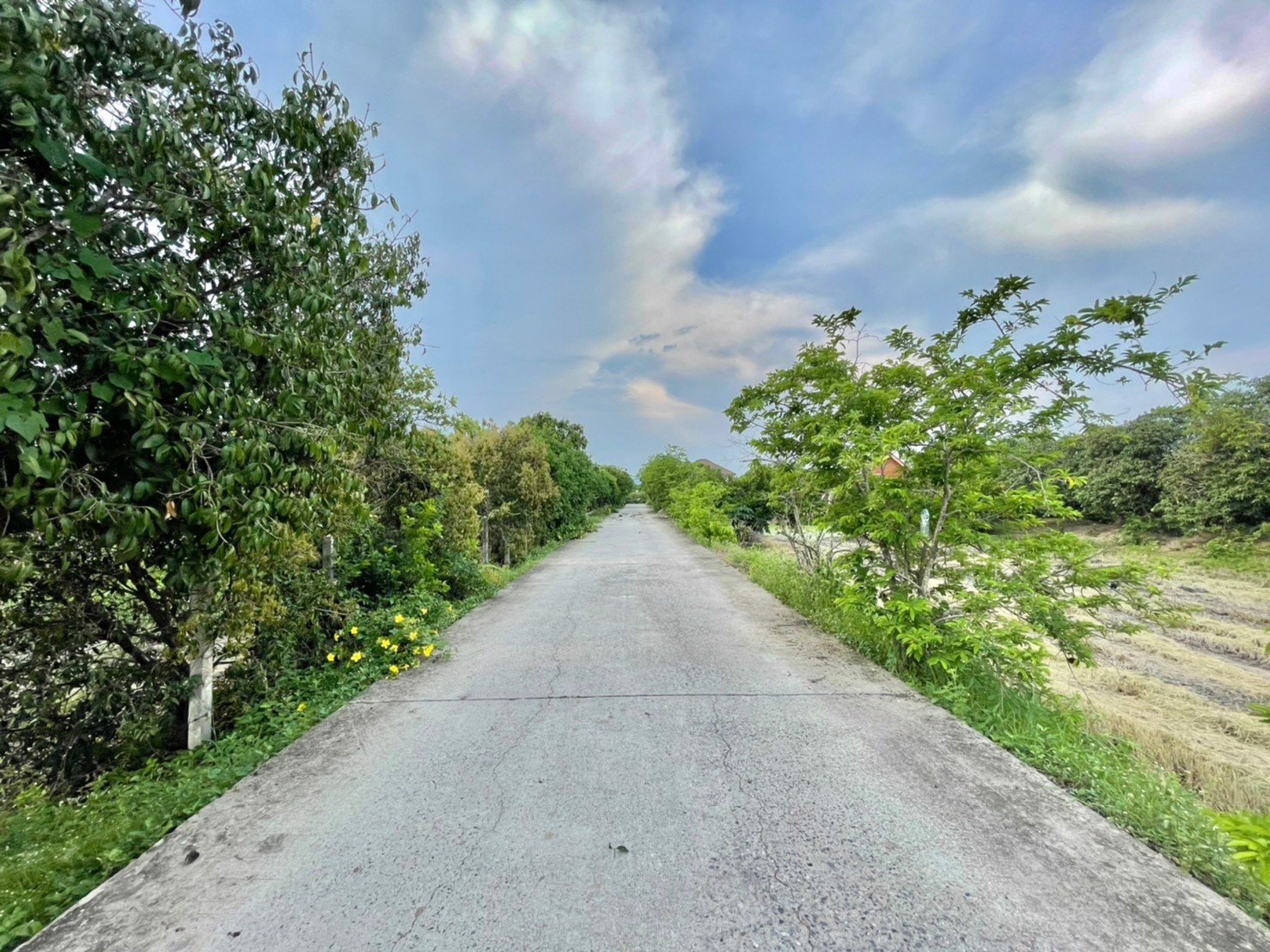 ขายที่สวนมะยงชิด-1-ไร่-ตท่าทราย-อเมือง-จนครนายก-เข้าจากลาดยาง150ม-ติดถนนคอนกรีต