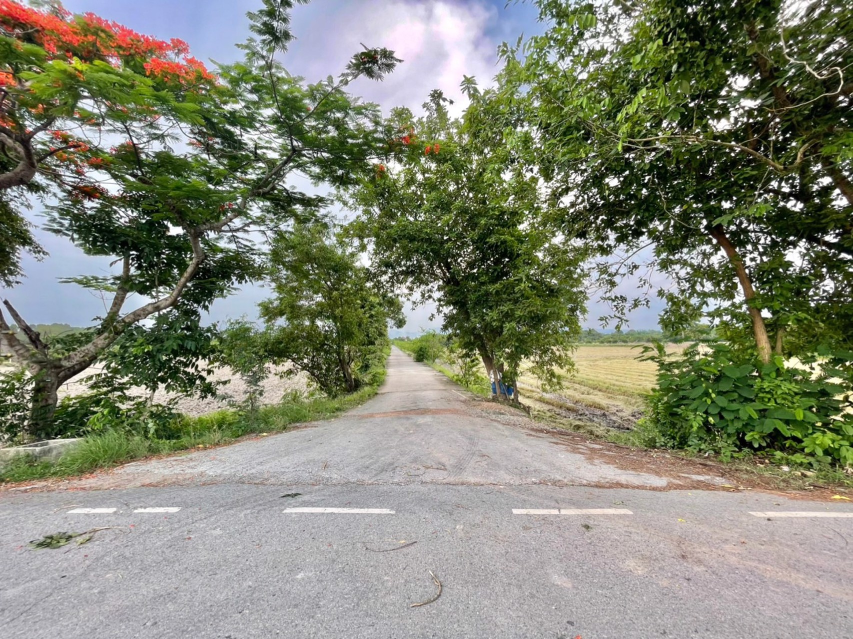 ขายที่สวนมะยงชิด-1-ไร่-ตท่าทราย-อเมือง-จนครนายก-เข้าจากลาดยาง150ม-ติดถนนคอนกรีต