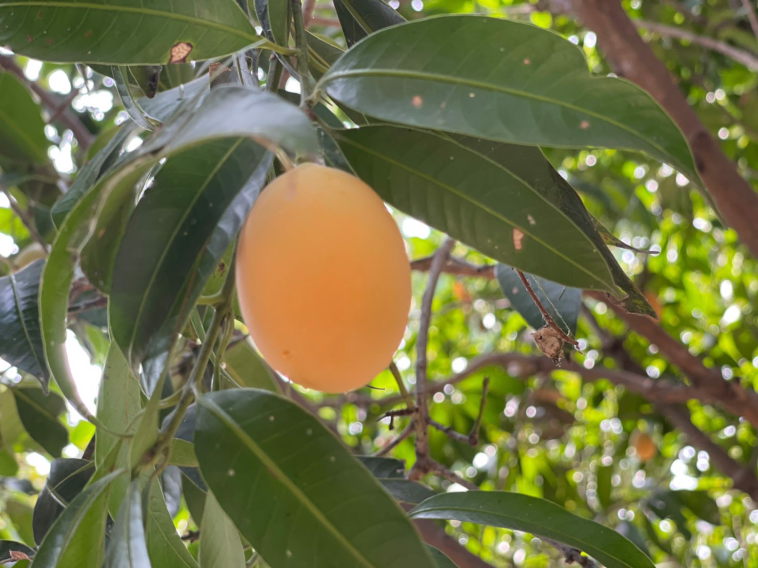 ขายสวนติดถนนลาดยาง-2-เลน-เนื้อที่-1-งาน-59-ตารางวา-ตท่าทราย-อเมือง-จนครนายก-ใกล้คลองส่งน้ำ