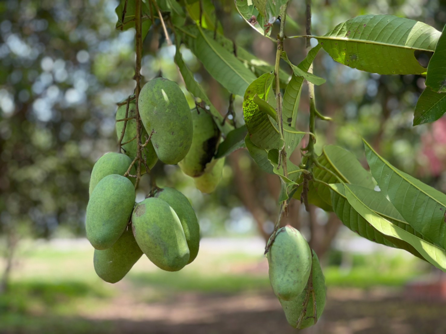 ขายสวนติดถนนลาดยาง-2-เลน-เนื้อที่-1-งาน-59-ตารางวา-ตท่าทราย-อเมือง-จนครนายก-ใกล้คลองส่งน้ำ