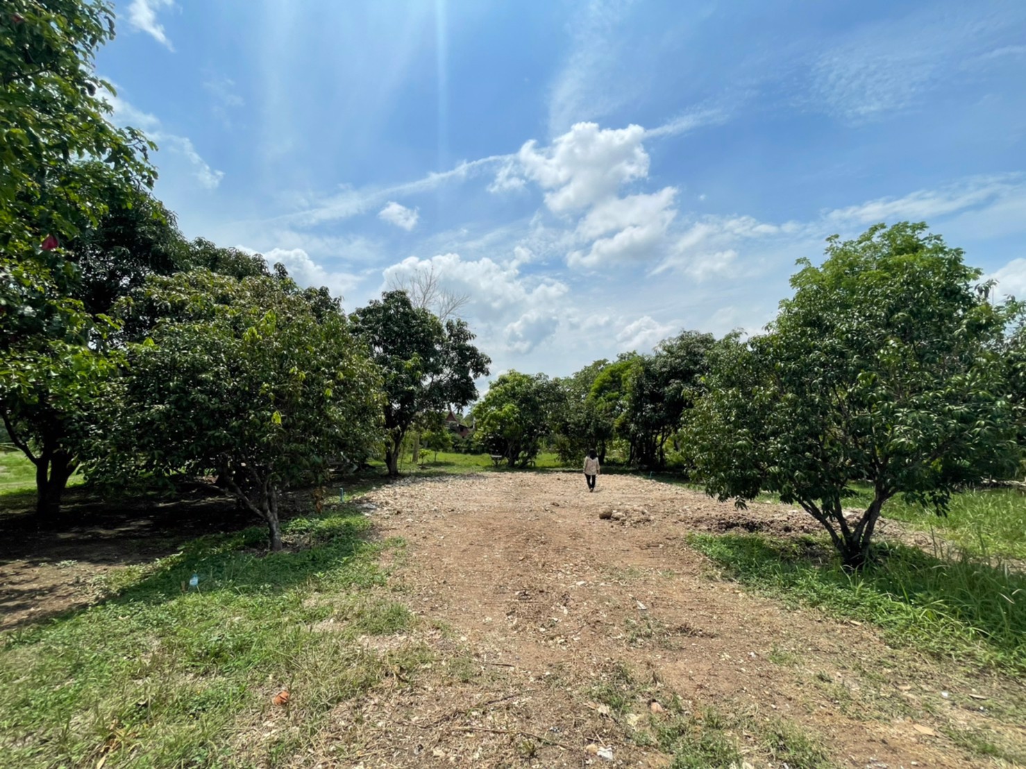 ขายสวนติดถนนลาดยาง-2-เลน-เนื้อที่-1-งาน-59-ตารางวา-ตท่าทราย-อเมือง-จนครนายก-ใกล้คลองส่งน้ำ