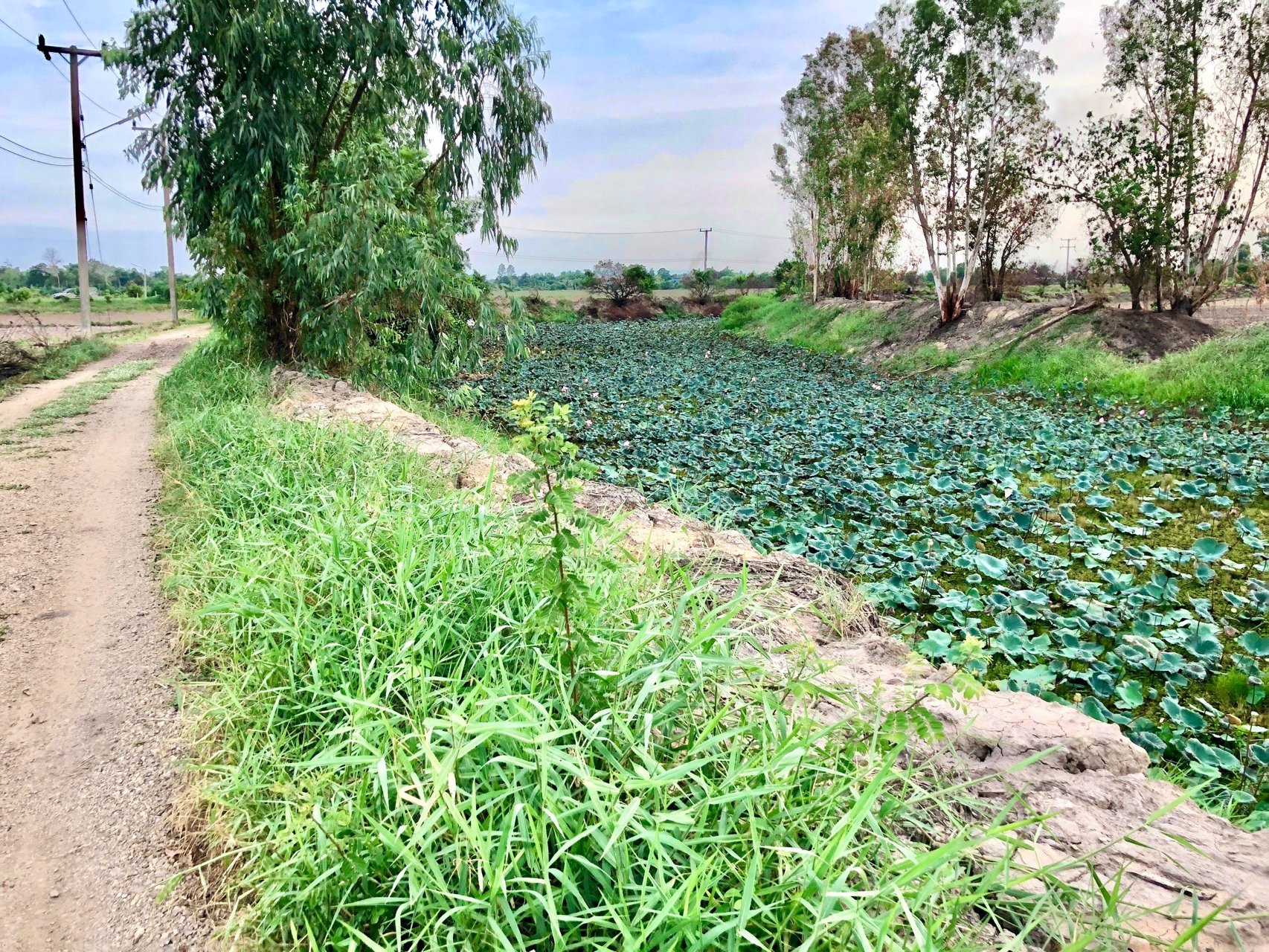 ขายด่วนที่ติดคลองราคา250000บาท-735-ตรว-ตบางอ้อ-อบ้านนา-จนครนายก